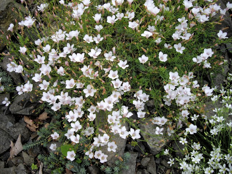 Linum suffruticosum ssp appressum photo